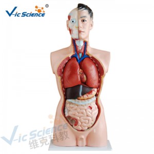 Orvosi anatómia Az emberi test modellje 85CM Férfi törzsmodell 19 alkatrészek