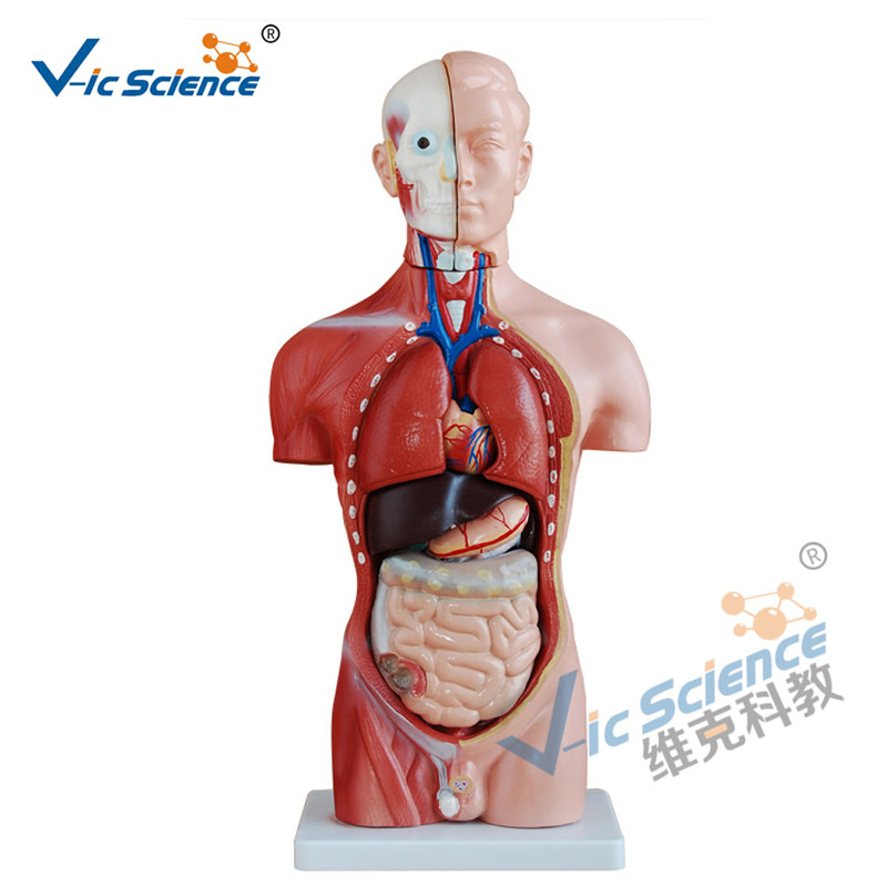 42 cm-es férfi felsőtest-modell 13 alkatrész orvosi oktatási modell